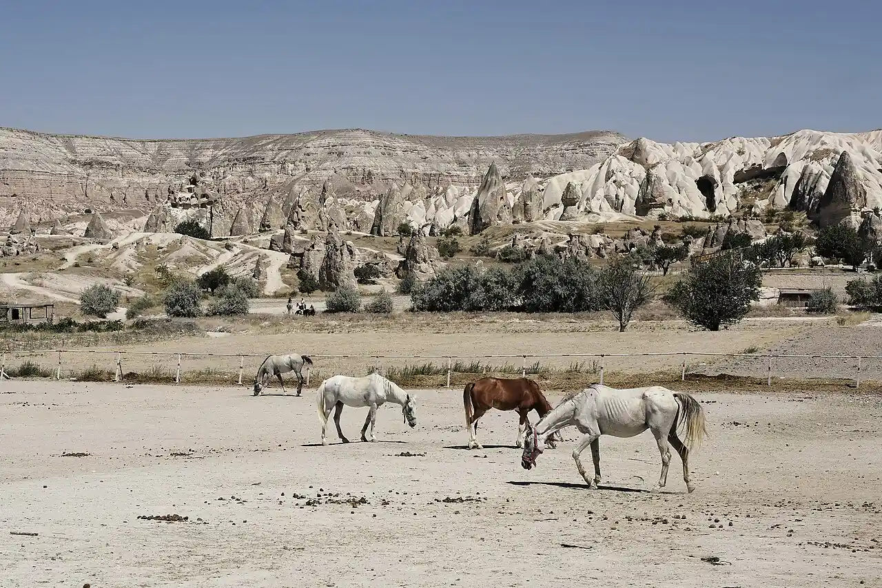 Horses standing in a dusty field below the rock formations of Göreme, Cappadocia.
